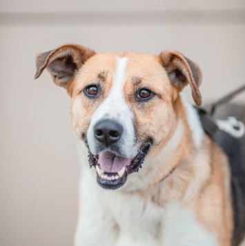 Собаки в добрые руки - Гаечка - 1