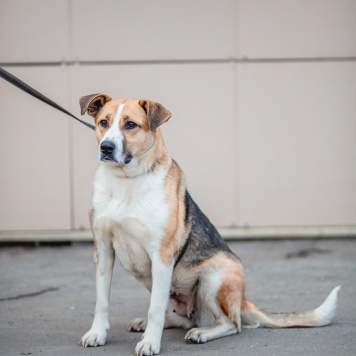 Собаки в добрые руки - Гаечка - 2