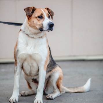 Собаки в добрые руки - Гаечка - 3