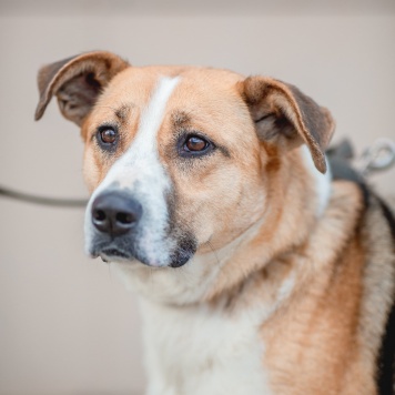 Собаки в добрые руки - Гаечка - 4