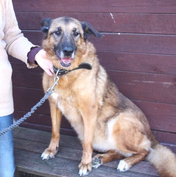 Собаки в добрые руки - Джульетта