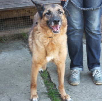 Собаки в добрые руки - Джульетта - 1