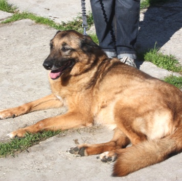 Собаки в добрые руки - Джульетта - 2