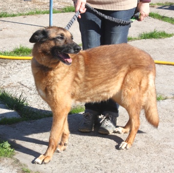 Собаки в добрые руки - Джульетта - 3