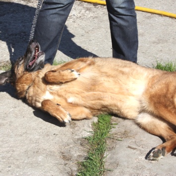 Собаки в добрые руки - Джульетта - 4