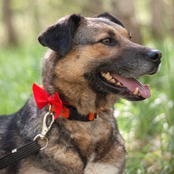 Собаки в добрые руки - Тимоша