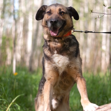 Собаки в добрые руки - Тимоша - 1