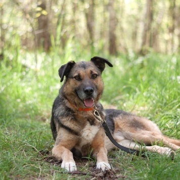 Собаки в добрые руки - Тимоша - 3