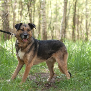 Собаки в добрые руки - Тимоша - 4