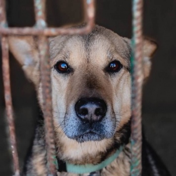 Чич - Собаки в добрые руки