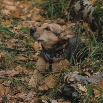 Собаки в добрые руки - Чич - 1