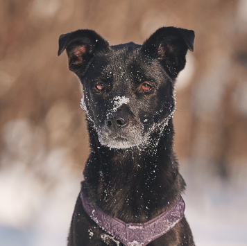 Собаки в добрые руки - Тата