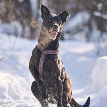 Собаки в добрые руки - Тата - 1