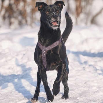 Собаки в добрые руки - Тата - 2