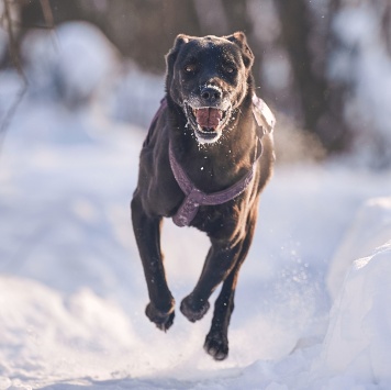 Собаки в добрые руки - Тата - 3