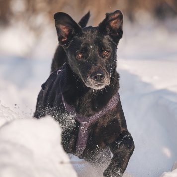 Собаки в добрые руки - Тата - 4