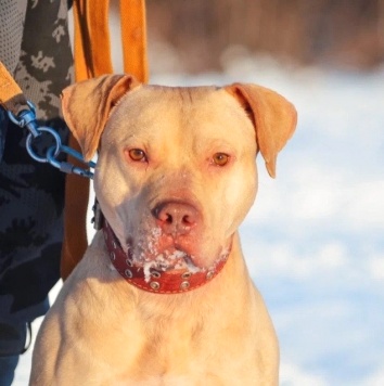 Собаки в добрые руки - Прадо