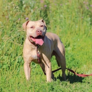Собаки в добрые руки - Прадо