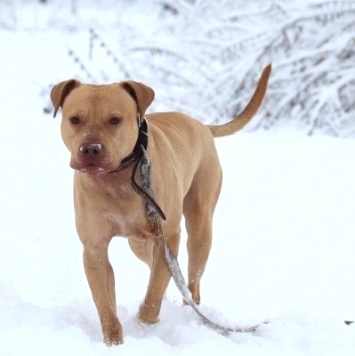 Собаки в добрые руки - Прадо - 1