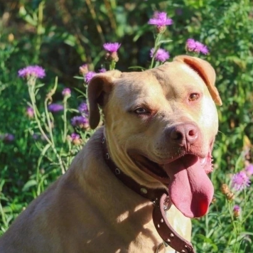 Собаки в добрые руки - Прадо - 1