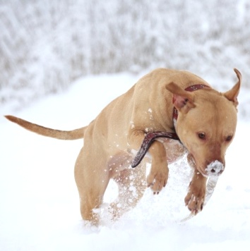 Собаки в добрые руки - Прадо - 2
