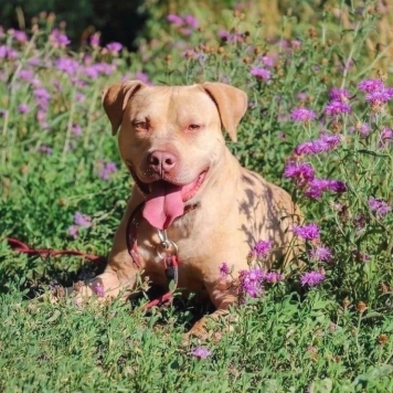 Собаки в добрые руки - Прадо - 2