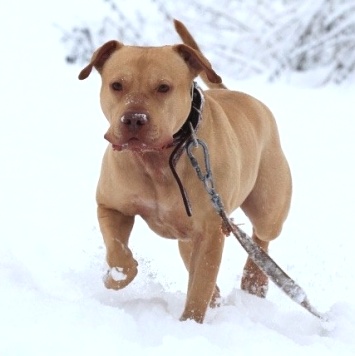 Собаки в добрые руки - Прадо - 3