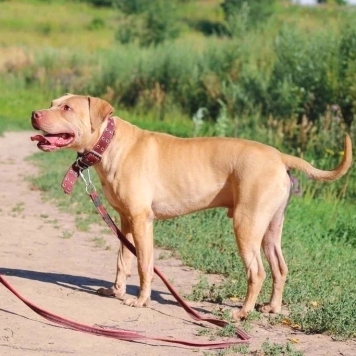 Собаки в добрые руки - Прадо - 3