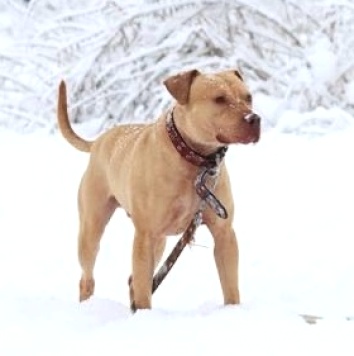 Собаки в добрые руки - Прадо - 4