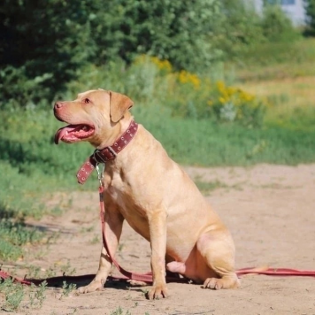 Собаки в добрые руки - Прадо - 4
