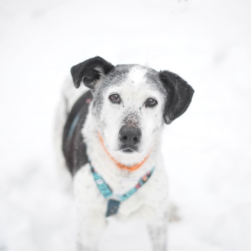 Мия - Собаки в добрые руки