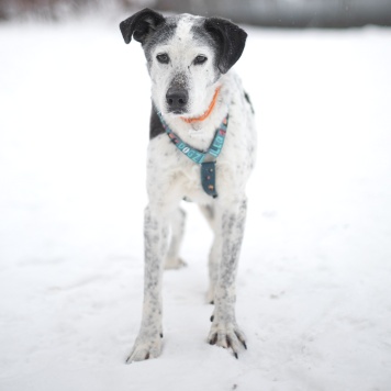 Собаки в добрые руки - Мия - 1