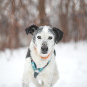 Собаки в добрые руки - Мия - 2