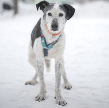 Собаки в добрые руки - Мия - 3