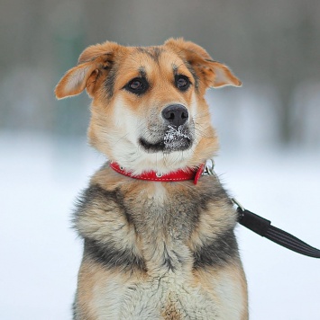 Собаки в добрые руки - Марти - 1