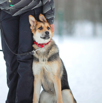 Собаки в добрые руки - Марти - 2