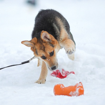 Собаки в добрые руки - Марти - 3
