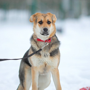 Собаки в добрые руки - Марти - 4