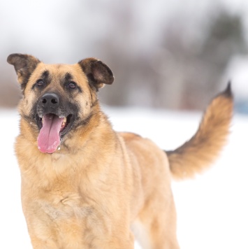 Собаки в добрые руки - Кэнди - 1