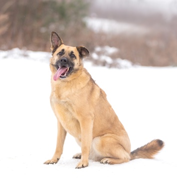 Собаки в добрые руки - Кэнди - 2