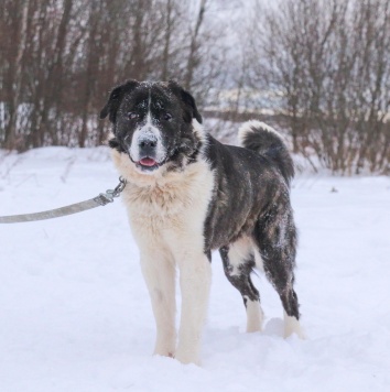 Альма - Собаки в добрые руки