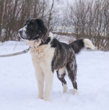 Собаки в добрые руки - Альма - 1