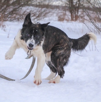 Собаки в добрые руки - Альма - 2
