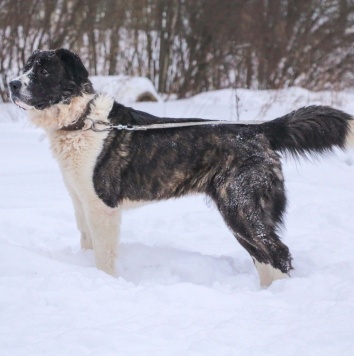 Собаки в добрые руки - Альма - 3