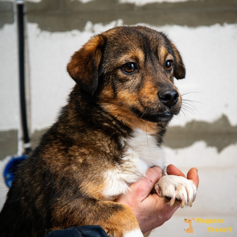 собачки в добрые руки. передержка собак в туле. собака азлера 912.