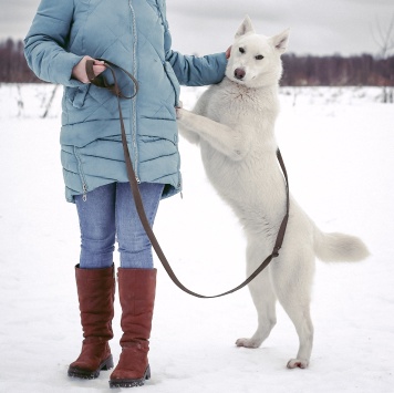 Собаки в добрые руки - Снежа - 2