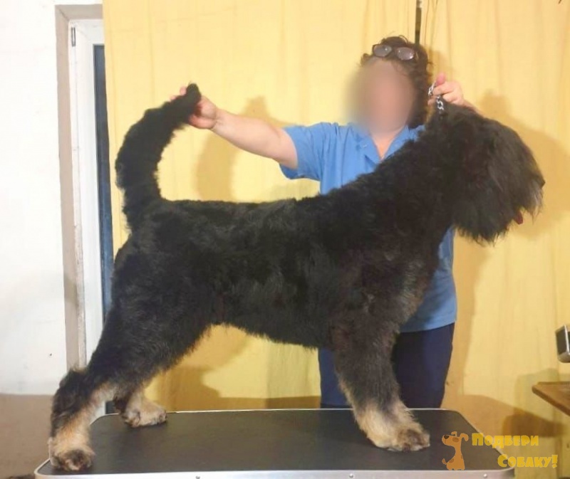Райт - 1 год - Породистая - Русский черный терьер - Санкт-Петербург - собаки  в добрые руки