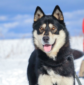 Собаки в добрые руки - Ромул