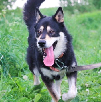 Собаки в добрые руки - Ромул