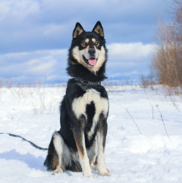 Собаки в добрые руки - Ромул - 1